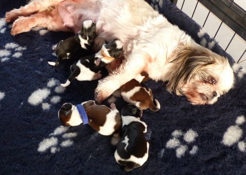 de la rivière ensoleillée - Shih Tzu - Portée née le 14/02/2019